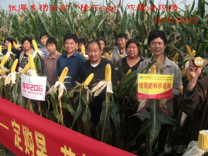 【2012*玉米种大评选】隆平高科种业公司的"隆平206"