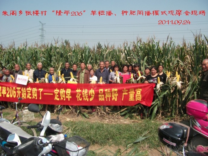 【2012*玉米种大评选】隆平高科种业公司的"隆平206"