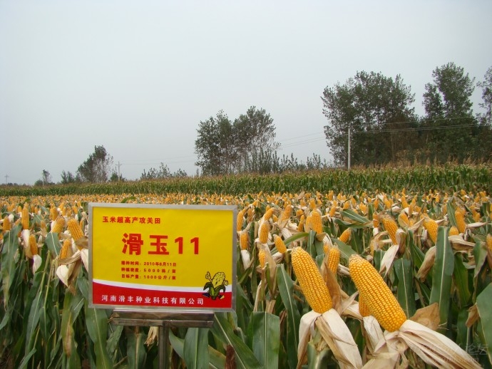 滑玉78玉米品种图片