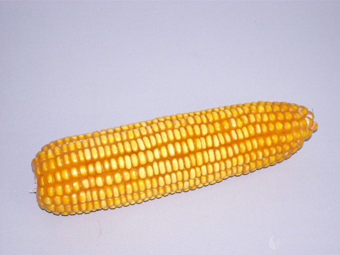 【2012*玉米种大评选】滑玉11——个不高,产量高,不生病,就是好!