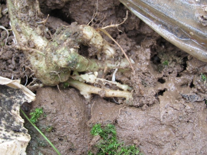 西瓜根结线虫危害状