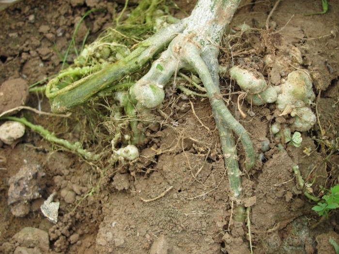 西瓜根结线虫危害状