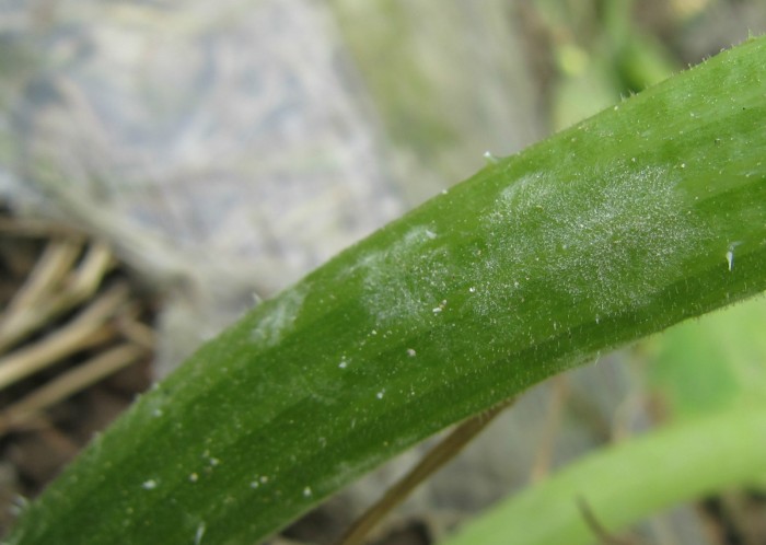 西葫芦瓜紧急求助西葫芦这是什么病害