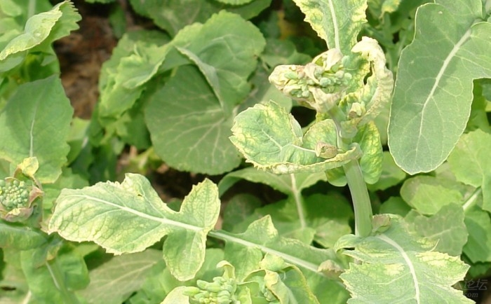 是油菜除草剂药害吗急