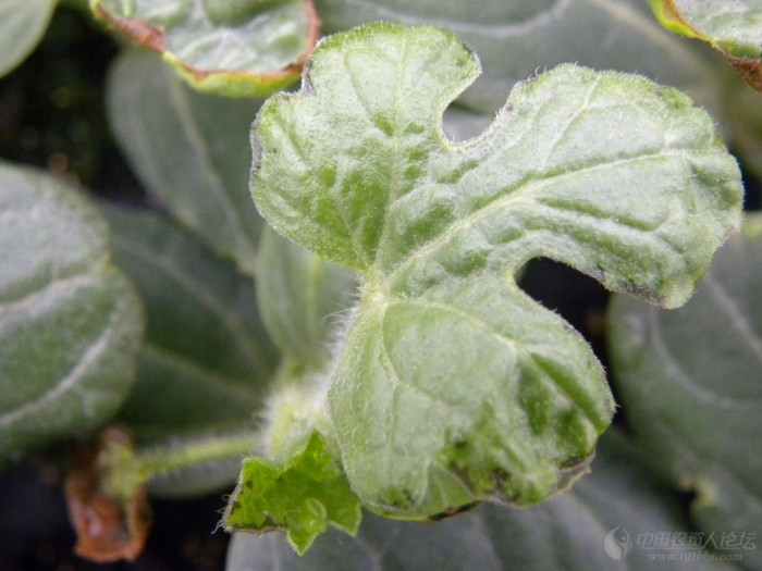 西瓜苗期病害求解高清图