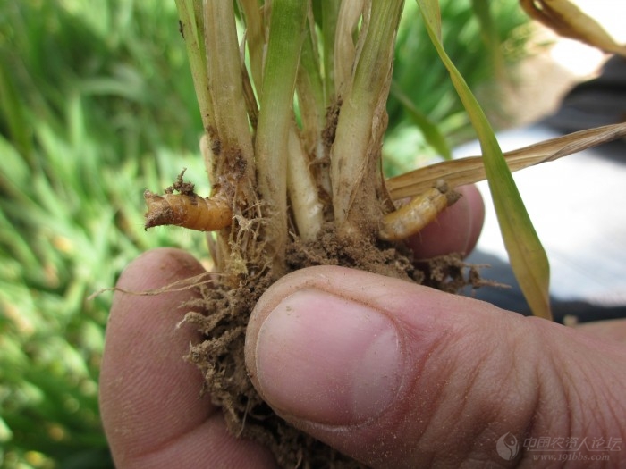 分享:小麦返青后金针虫危害