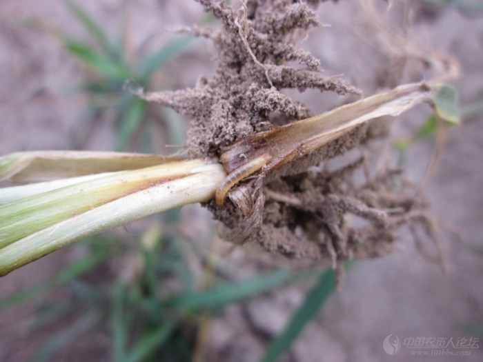 分享:小麦返青后金针虫危害