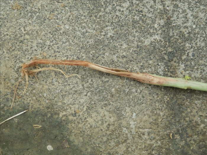 豇豆豆角病害是枯萎根腐或是别的请您鉴定附高清图