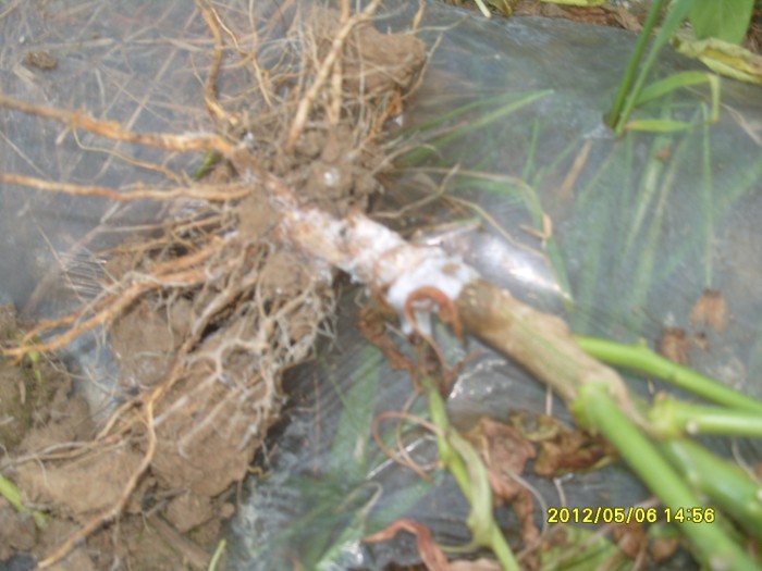 [辣椒]辣椒根腐病?白绢病?