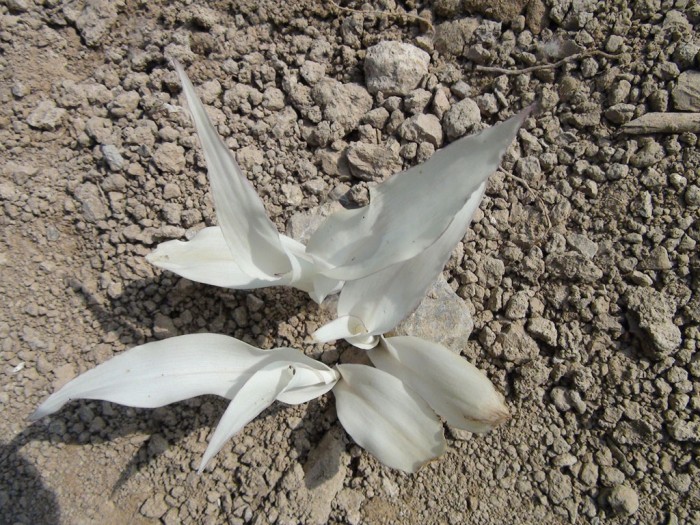 为什么出现白化苗?