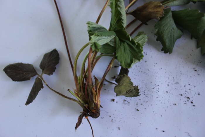 草莓草莓病害分析