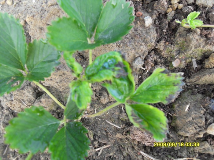 [草莓]草莓友除草剂药害高清图