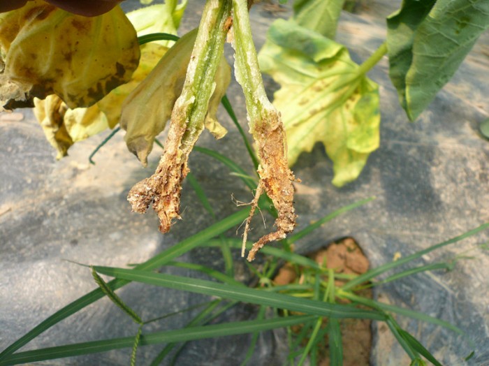 香瓜叶片萎蔫,根系死亡,茎基部有琥珀色胶状物,这是枯萎病还是根腐病?