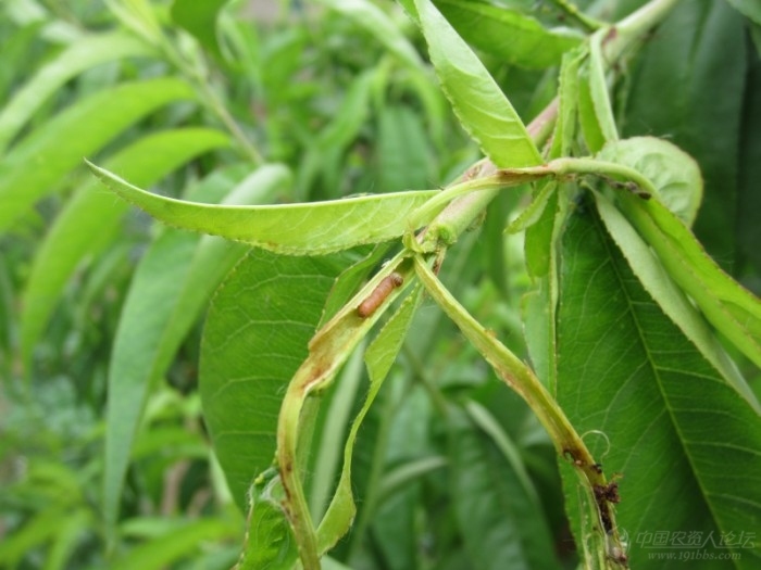 梨小食心蟲危害桃樹嫩芽_病蟲草圖_191農資人 - 農技社區服務平臺