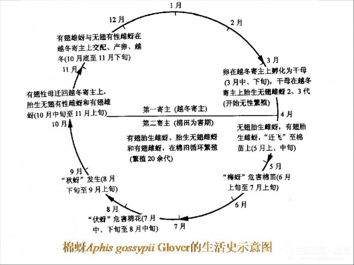 棉蚜生活史