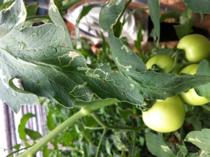 刚拍的西红柿斑潜蝇手机拍的