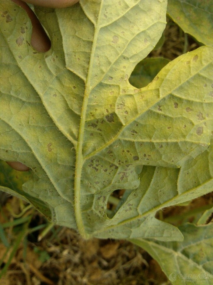 西瓜西瓜病害求鉴