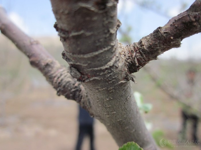 苹果全爪螨卵期高清图