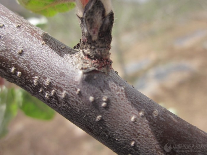 苹果全爪螨卵期高清图