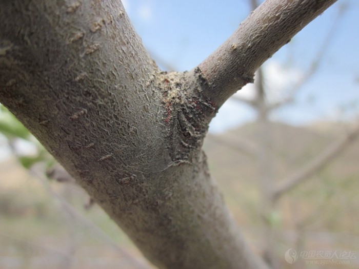 苹果全爪螨卵期高清图