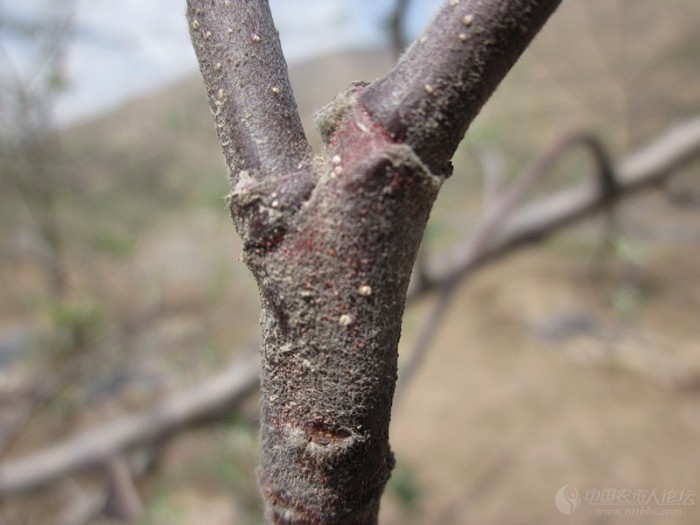 苹果全爪螨卵期高清图