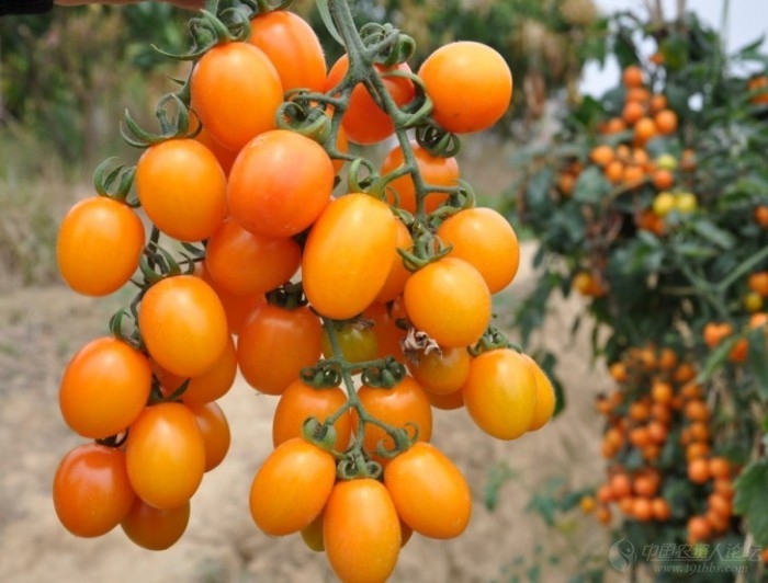 金币2号橙色小番茄