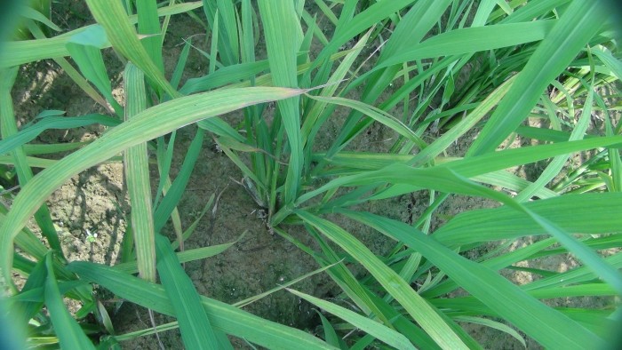 水稻缺镁的症状图片图片