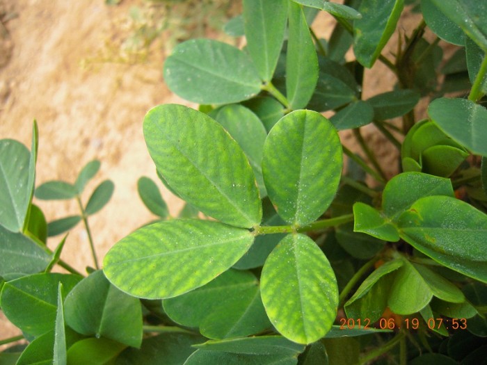 花生缺镁高清