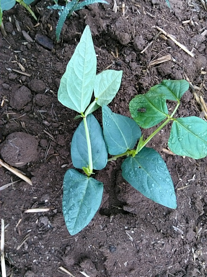 [豇豆]近两天阴雨发现茎部有不明显红色斑点