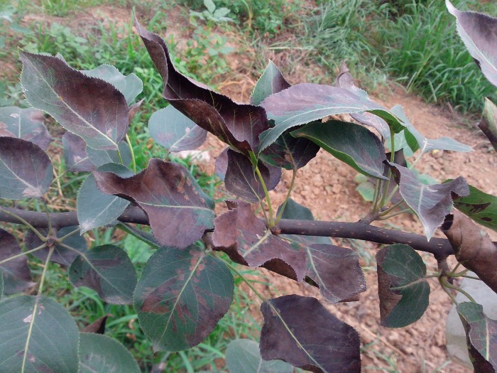 梨绿宝石梨叶子干了怎么回事