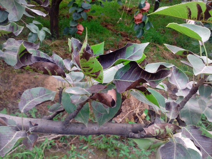 梨绿宝石梨叶子干了怎么回事