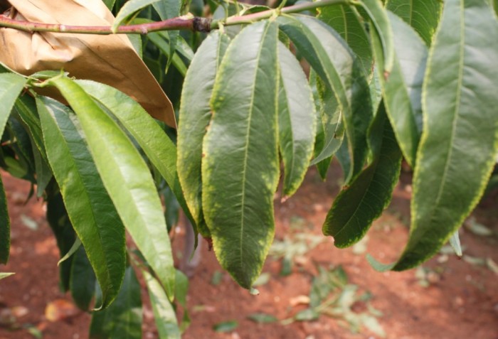 桃这是缺素症还是肥害药害呢