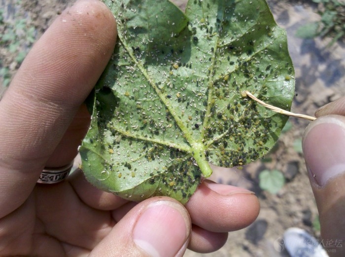 棉花蚜虫有点不知所措