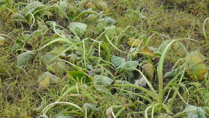 檳榔芋芋頭病害除草劑藥害分享