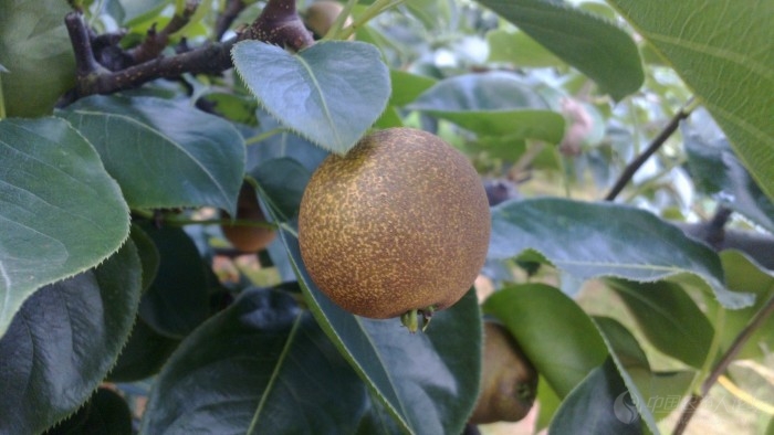 [梨]求黄花梨---翠冠果锈产生原因及解决办法