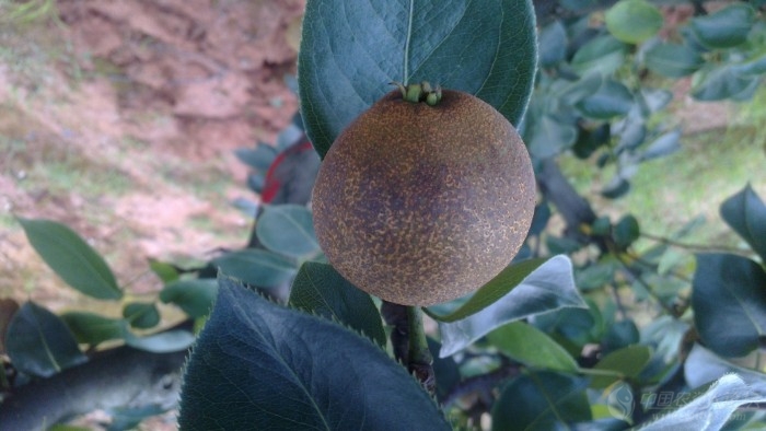 [梨]求黄花梨---翠冠果锈产生原因及解决办法