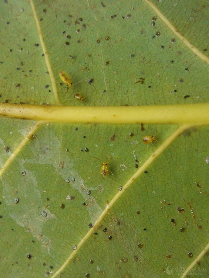 求害虫名:这是高山榕树叶片上的害虫,是什么害虫?
