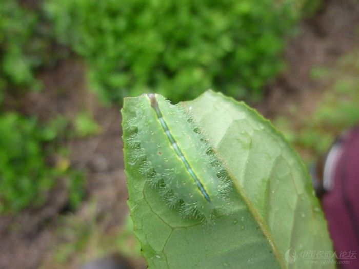 这个是茶叶上啥虫?