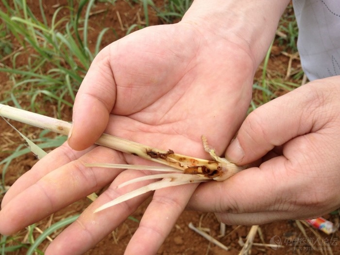 甘蔗条螟幼虫和为害状高清图自拍