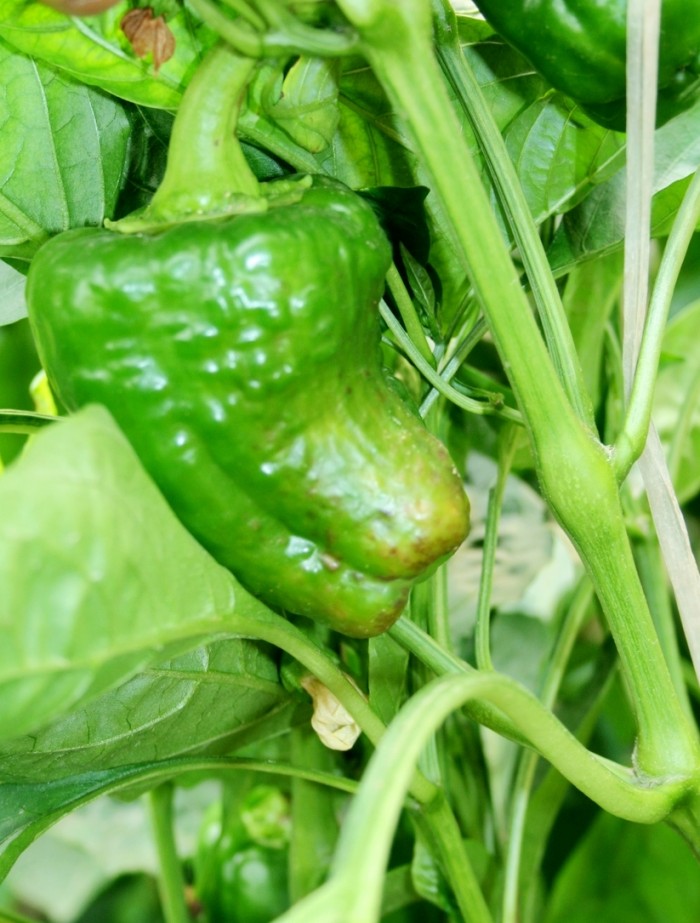 转bt蛋白基因植物_那些转基因食品不能吃_非转基基因黄豆的价格