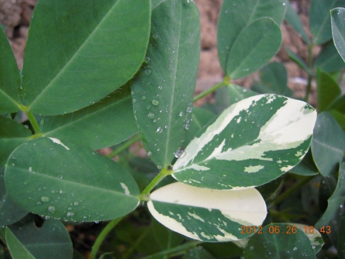 植物白化病图片图片