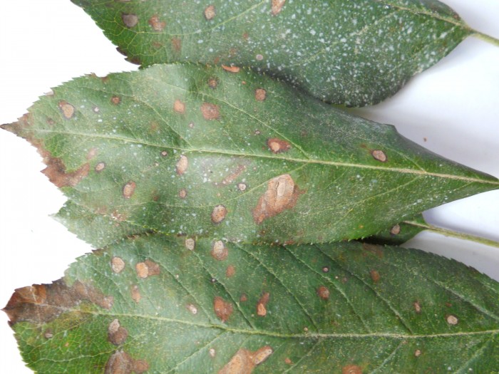 苹果苹果病害探讨炭疽病斑点落叶病圆斑病求高手指教