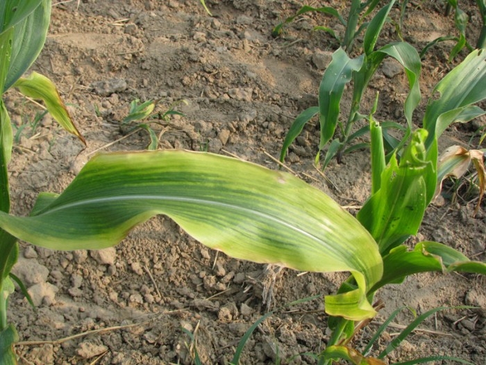 磷肥过量植物的表现图图片