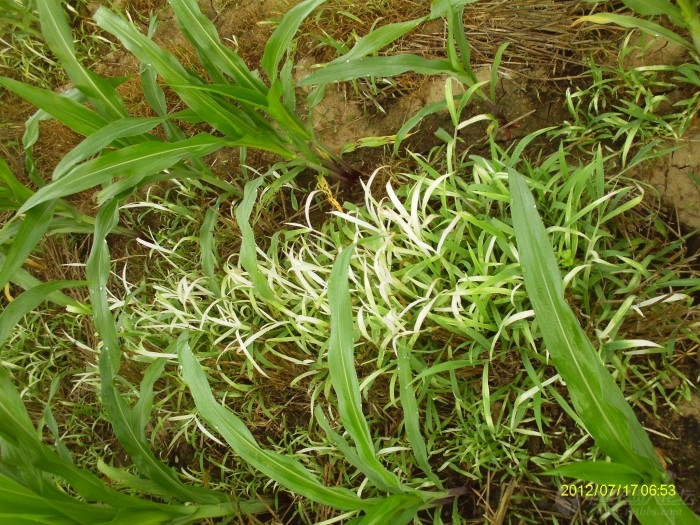 巴斯夫苞衛除草效果