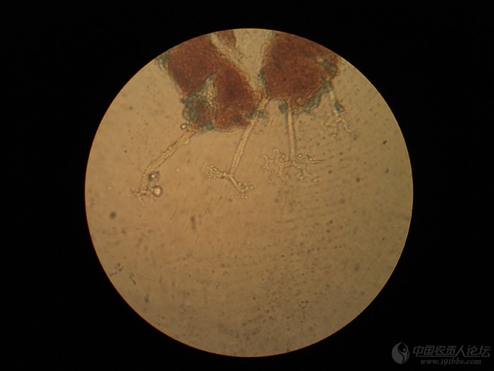 层锈菌属图片图片