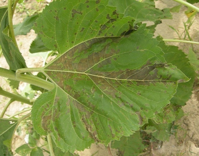 草甘膦漂移药害