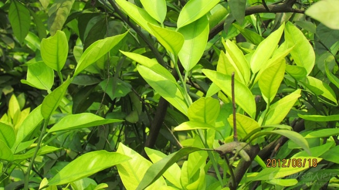 柑橘树黄叶怎么回事,求高手指点?