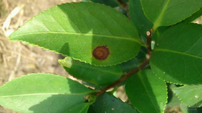 茶花的叶子黑点像虫卵图片