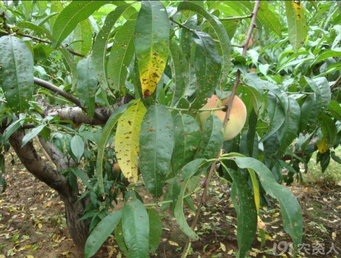 [桃]14号桃穿孔病求特效药剂和防治方案!高人指点!