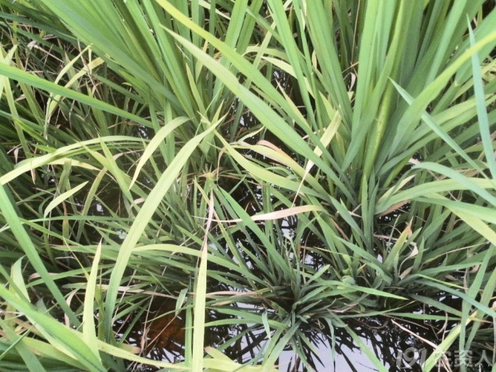 各类水稻除草剂药害症状